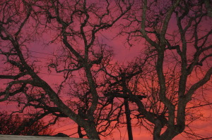 Austin Sunset From my Back Yard