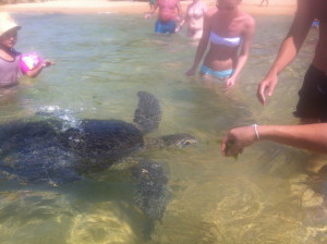 Beachgoers Feeding Seaweed to the Turtles