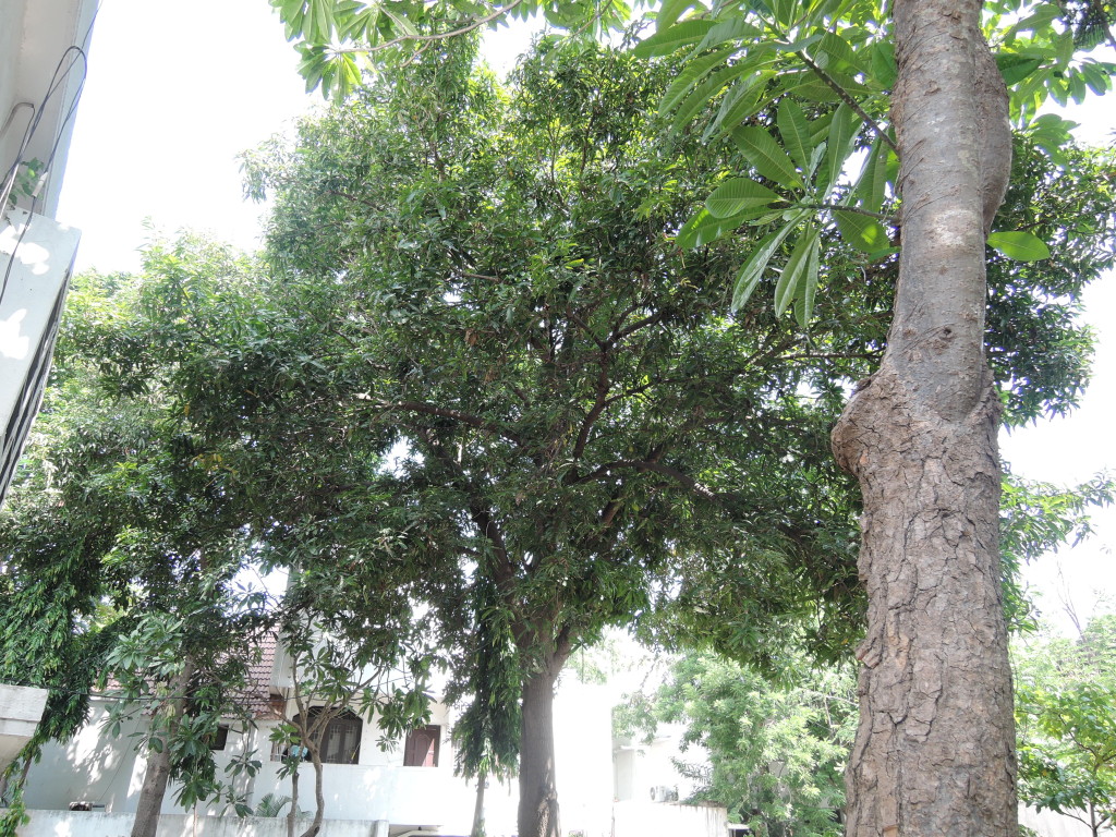 Our Mango Tree!