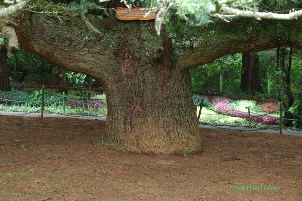 A Giant Cedar Tree