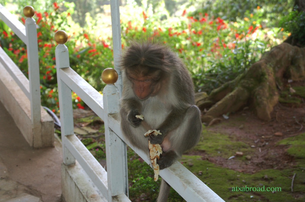 Another Bold and Sated Monkey