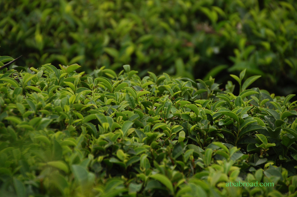 Tea Plants Up Close